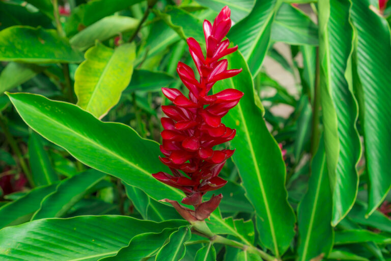 Hedychium coccineum gengibre vermelho 3 Hedychium coccineum gengibre vermelho 3