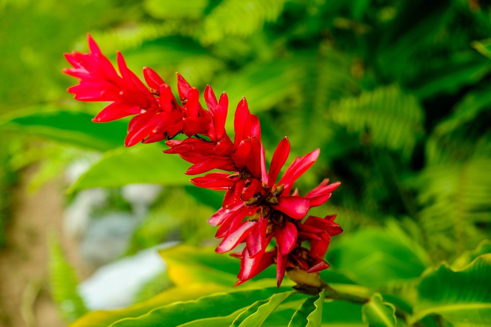 Hedychium coccineum gengibre vermelho Hedychium coccineum gengibre vermelho