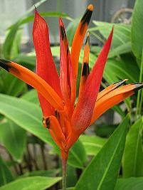 Heliconia papagaio – Heliconia psittacorum Curiosidade sobre a Planta