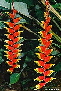Heliconia – Heliconia rostrata Curiosidade sobre a Planta