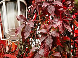 Hera americana – Parthenocissus quinquefolia Curiosidade sobre a Planta Hera americana – Parthenocissus quinquefolia Curiosidade sobre a Planta