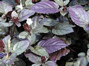 Hera roxa – Hemigraphis alternata Curiosidade sobre a Planta Hera roxa – Hemigraphis alternata Curiosidade sobre a Planta