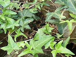 Hera – Hedera helix Curiosidade sobre a Planta Hera – Hedera helix Curiosidade sobre a Planta