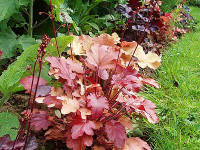Heuchera – Heuchera sp Curiosidade sobre a Planta Heuchera – Heuchera sp Curiosidade sobre a Planta