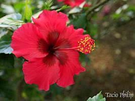 Hibisco – Hibiscus rosa sinensis Curiosidade sobre a Planta Hibisco – Hibiscus rosa sinensis Curiosidade sobre a Planta