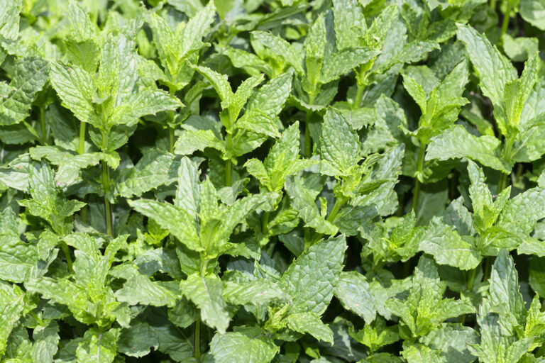 Hortela – Mentha sp Hortela – Mentha sp