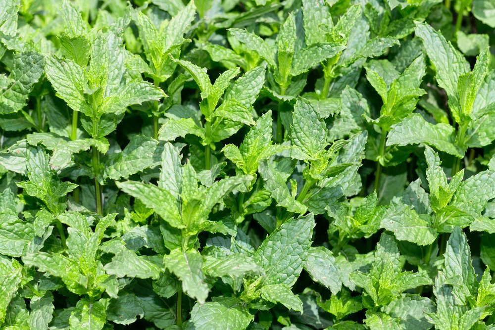 Hortela – Mentha sp Hortelã – Mentha sp