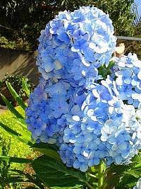 Hortensia – Hydrangea macrophylla Curiosidade sobre a Planta Hortensia – Hydrangea macrophylla Curiosidade sobre a Planta