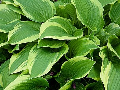 Hosta – Hosta spp Curiosidade sobre a Planta Hosta – Hosta spp Curiosidade sobre a Planta