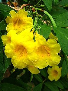 Ipe de jardim – Tecoma stans Curiosidade sobre a Planta Ipe de jardim – Tecoma stans Curiosidade sobre a Planta