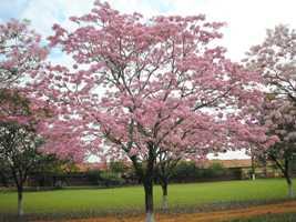 Ipe roxo – Tabebuia impetiginosa Curiosidade sobre a Planta Ipe roxo – Tabebuia impetiginosa Curiosidade sobre a Planta