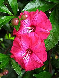 Ipomeia rubra – Ipomoea horsfalliae Curiosidade sobre a Planta Ipomeia rubra – Ipomoea horsfalliae Curiosidade sobre a Planta