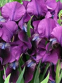Iris – Iris germanica Curiosidade sobre a Planta