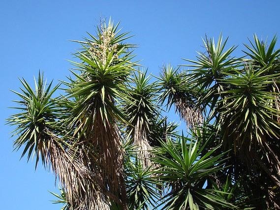 Iuca gigante – Yucca gigantea Curiosidade sobre a Planta