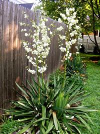 Iuca mansa – Yucca filamentosa Curiosidade sobre a Planta Iuca mansa – Yucca filamentosa Curiosidade sobre a Planta