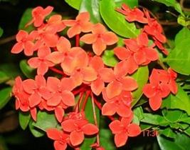 Ixora – Ixora coccinea Curiosidade sobre a Planta Ixora – Ixora coccinea Curiosidade sobre a Planta