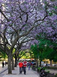 Jacaranda mimoso – Jacaranda mimosifolia Curiosidade sobre a Planta Jacaranda mimoso – Jacaranda mimosifolia Curiosidade sobre a Planta