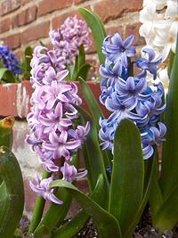 Jacinto – Hyacinthus orientalis Curiosidade sobre a Planta Jacinto – Hyacinthus orientalis Curiosidade sobre a Planta