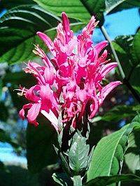 Jacobinia – Justicia carnea Curiosidade sobre a Planta Jacobinia – Justicia carnea Curiosidade sobre a Planta