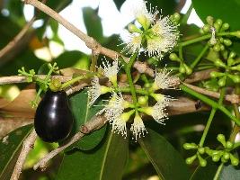 Jambolao – Syzygium jambolanum Curiosidade sobre a Planta Jambolao – Syzygium jambolanum Curiosidade sobre a Planta