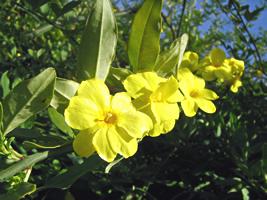 Jasmim amarelo – Jasminum mesnyi Curiosidade sobre a Planta Jasmim amarelo – Jasminum mesnyi Curiosidade sobre a Planta