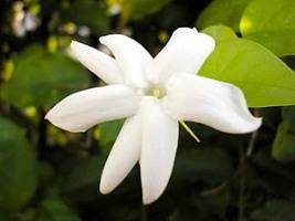 Jasmim arabe – Jasminum sambac Curiosidade sobre a Planta Jasmim arabe – Jasminum sambac Curiosidade sobre a Planta