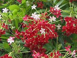 Jasmim da india – Quisqualis indica Curiosidade sobre a Planta Jasmim da india – Quisqualis indica Curiosidade sobre a Planta