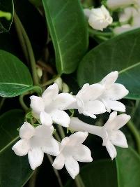 Jasmim de madagascar – Stephanotis floribunda Curiosidade sobre a Planta Jasmim de madagascar – Stephanotis floribunda Curiosidade sobre a Planta