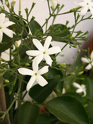Jasmim dos acores – Jasminum azoricum Curiosidade sobre a Planta Jasmim dos acores – Jasminum azoricum Curiosidade sobre a Planta
