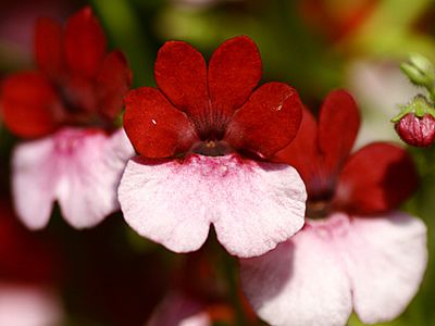 Joia do cabo – Nemesia strumosa Curiosidade sobre a Planta Joia do cabo – Nemesia strumosa Curiosidade sobre a Planta