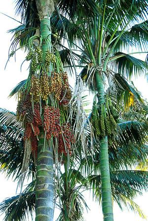 Kentia – Howea forsteriana Curiosidade sobre a Planta