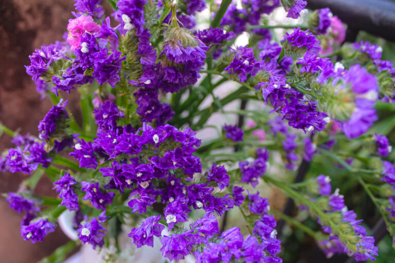 Limonium sinuatum planta
