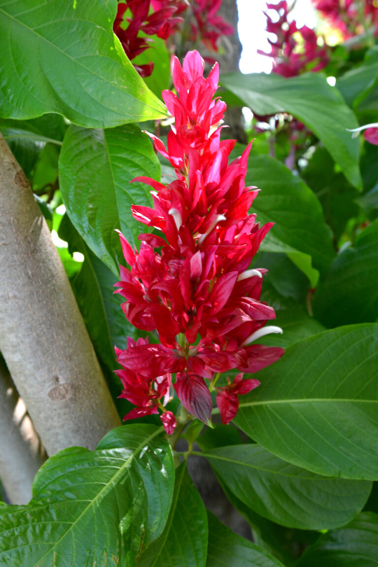 Megaskepasma erythrochlamys