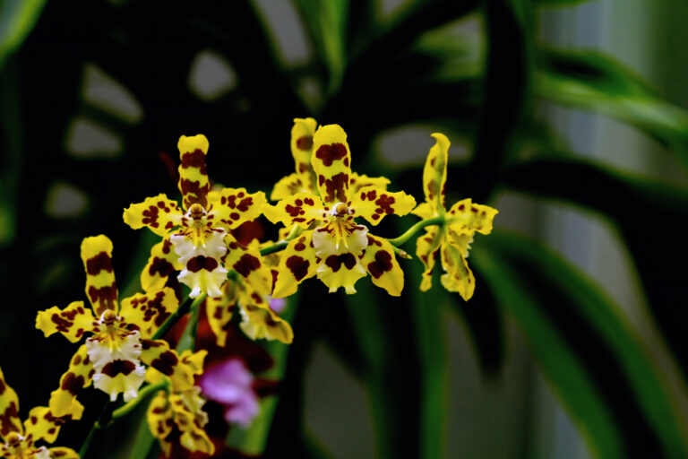 Oncidium sp planta Oncidium sp planta