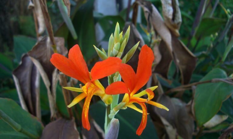 beri silvestre bananinha