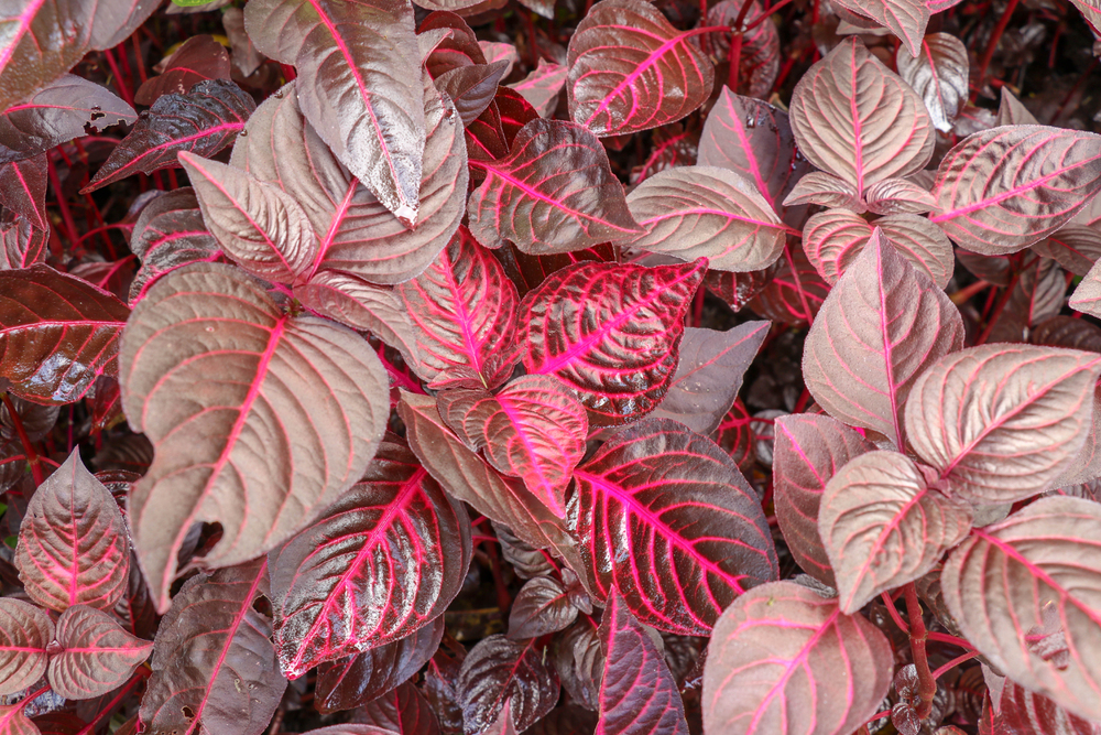 como plantar Iresine herbstii como plantar Iresine herbstii