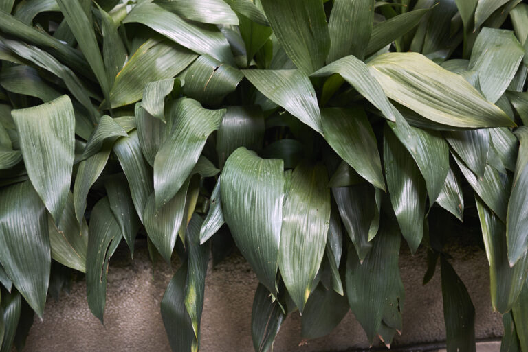 cultivar Aspidistra elatior