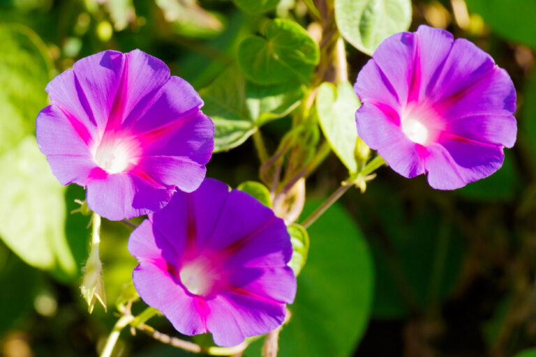 flor gloria da manha flor gloria da manha