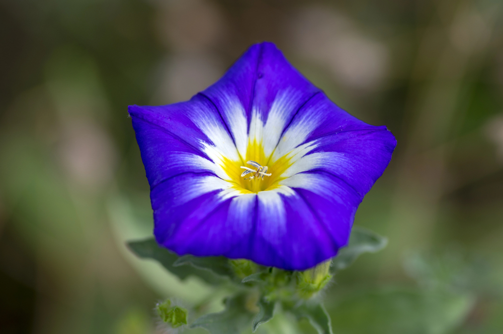 flores da planta Bela Manha – Convolvulus tricolor Bela Manhã – Convolvulus tricolor