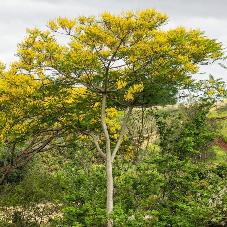 muda de guapuruvu schizolobium parahyba 1 1200