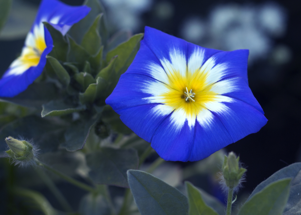 planta Bela Manha – Convolvulus tricolor planta Bela Manha – Convolvulus tricolor