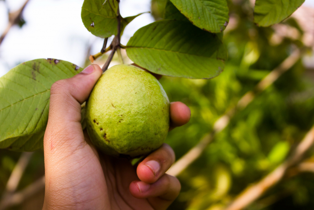 planta Goiaba – Psidium guajava planta Goiaba – Psidium guajava
