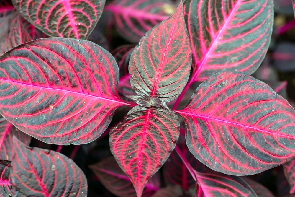 planta Iresine herbstii planta Iresine herbstii