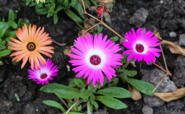 plantar Ficoide – Dorotheanthus bellidiformis plantar Ficoide – Dorotheanthus bellidiformis