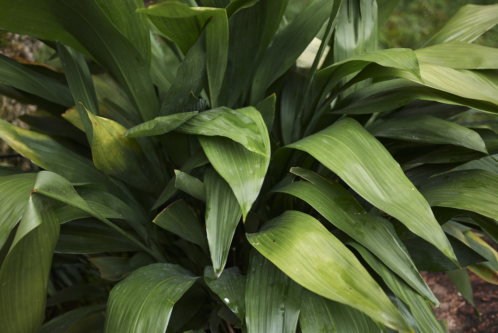 vaso Aspidistra elatior vaso Aspidistra elatior