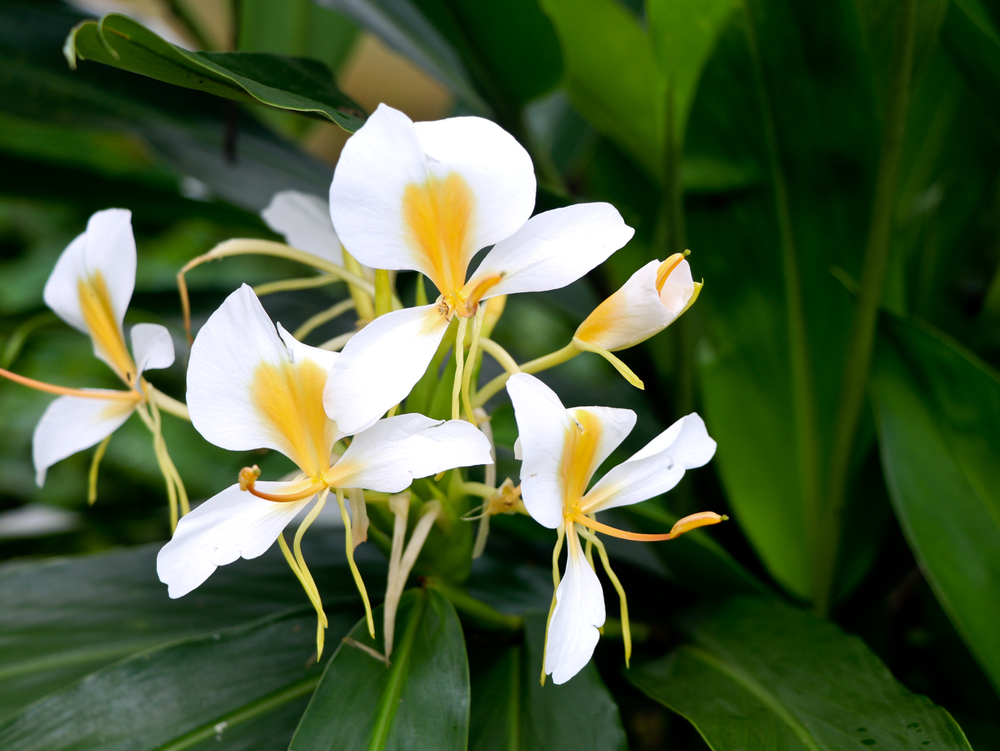 Hedychium chrysoleucum Hedychium chrysoleucum lirio amarelo do brejo