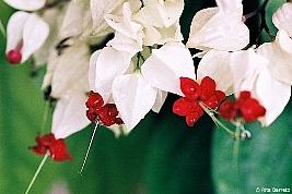 Lagrima de cristo – Clerodendrum thomsonae Curiosidade sobre a Planta