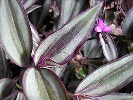 Lambari – Tradescantia zebrina Curiosidade sobre a Planta