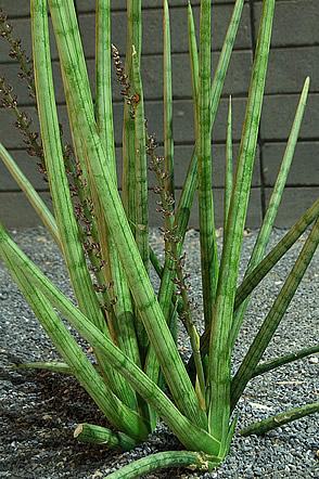 Lanca de sao jorge – Sansevieria cylindrica Curiosidade sobre a Planta
