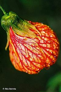 Lanterna chinesa – Abutilon striatum Curiosidade sobre a Planta